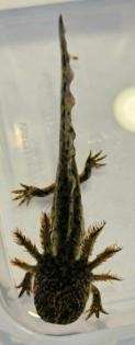 Axolotl Nachwuchs aus eigener Nachzucht