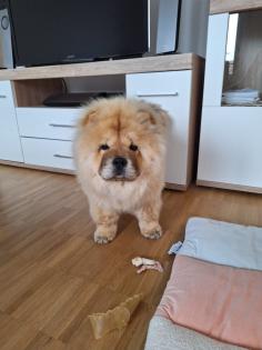 Chow Chow zu verkaufen.
