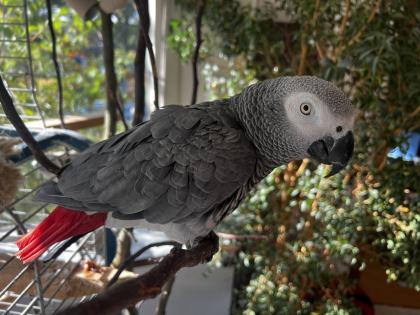 Dringend Graupapagei sucht zuhause