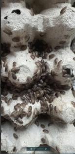 Argentinische Waldschaben, BlaupticaDubia, verschiedene Größen