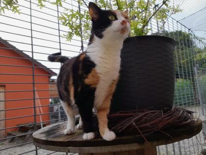 Katzenpension Eisenlauer