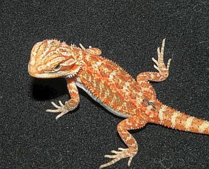 Bartagame, Translucent het Hypo Farbbartagame