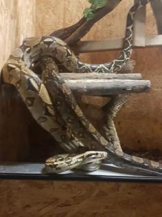 Terrarium mit Zubehör und 2 Boa constrictor