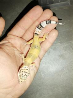 Leopardgecko Weibchen