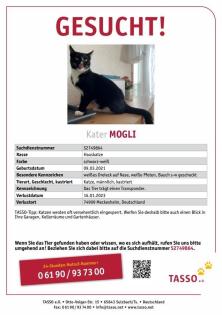 Kater Katze schmerzlich vermisst