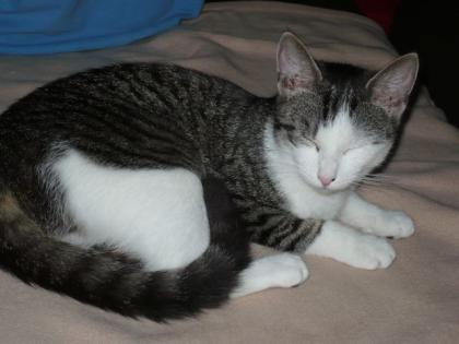 ACHTUNG. 2 Katzenbabys zur Wohnungs- und Gartenverwühlung gesucht