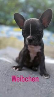 7 Französische Retro Bulldoggen Welpen