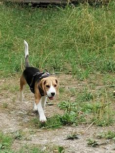 Beagle zu verkaufen mit Zubehör