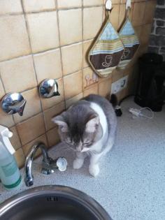 Bkh deckkater
