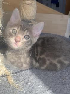 Wunderschöne Bengalkitten