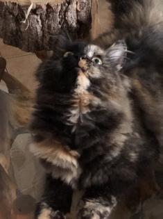Katze Dori sucht ein liebevolles Zuhause