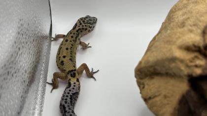 Leopardgecko 1. 13. 16