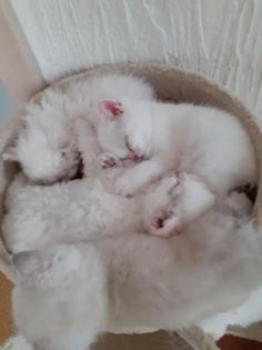 Selkirk Rex Kitten