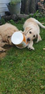 Noch 1 süßer Goldendoodle Welpe sucht seine Traumfamilie