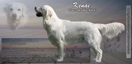 Golden Retriever Deckrüde