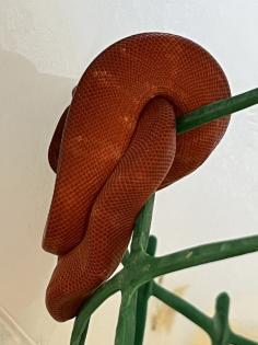 Corallus Hortulanus NZ22 Calico, Red, Bicolor