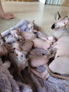 Canadische Sphynx Kitten