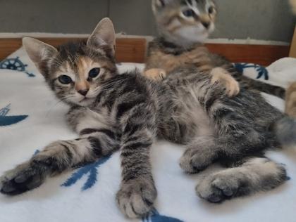 5 süße Kitten suchen ein liebevolles Zuhause