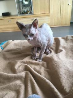 Sphinx Katze