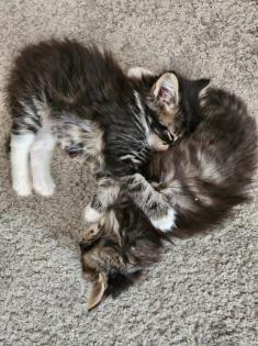 Maine Coon Mix Kitten