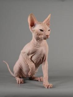 Sphynx Don Kitten mit 2G - Abgabebereit Reinrassige mit Tasthaare
