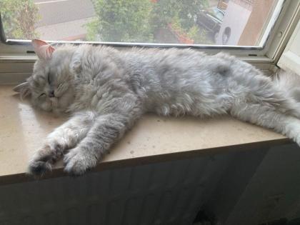 Persische Hauskatze // Weiß Grau