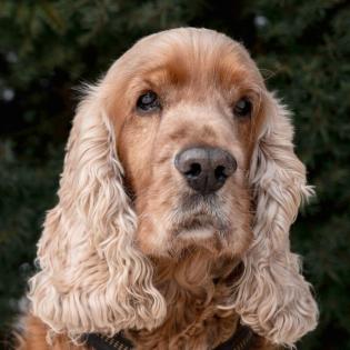 BENNY BUB - männlich 9 Jahre 45 cm 16 kg Cocker-Spaniel Gechipt