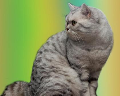 Deckkater, Britisch-Kurzhaar, Silbertabby, Blutgruppe A-, VIEL ERFAHRUNG