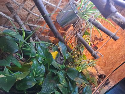 1. 0 Kornnatter Anery Scaleless Terrarium Zubehör