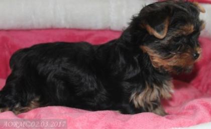 Hübsche Yorkiewelpen