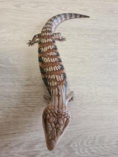 Biete einen Tiliqua scincoides intermedia von 05/2020