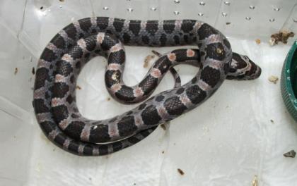5. Kornnatter Hypo Miami Phase het. black