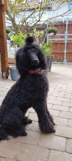 Labradoodle Wurfankündigung Februar 2023