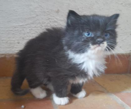 Maincoon Mix Kitten Katze Kater Perser