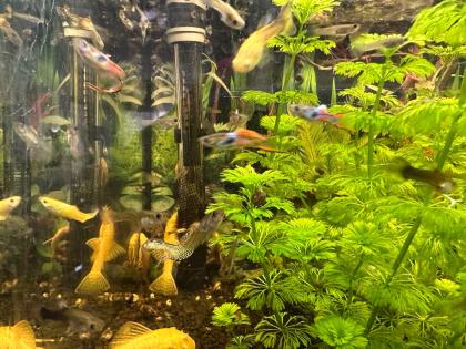 Guppy s Zwerggarnelen Schnecken Planzen