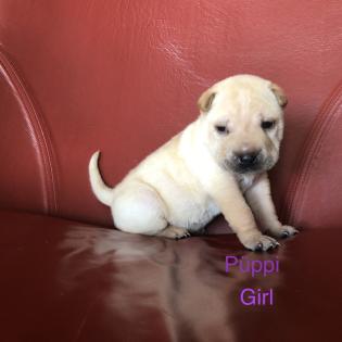 Süße kleine Shar Pei Welpen