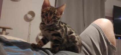 Bengalkitten zu verkaufen