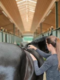 Tierphysiotherapie für Hunde und Pferde