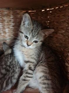 Bkh mischlings kitten