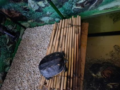 Wasserschildkröte incl Zubehör und Becken