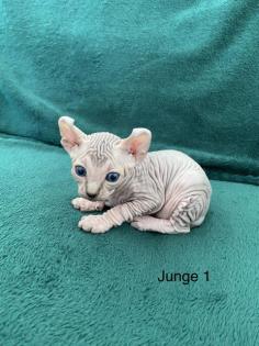 Süße Canadian Sphynx Kitten