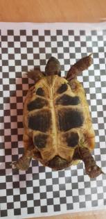 3 Griechische Landschildkröten mit Terrarium und Zubehör