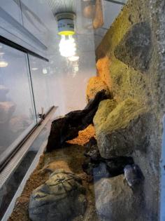 Leopardgecko Weibchen Paar Terrarium und Equipment
