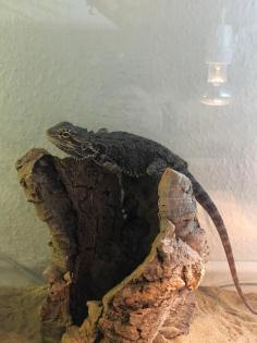 Bartagame mit kompletten terrarium