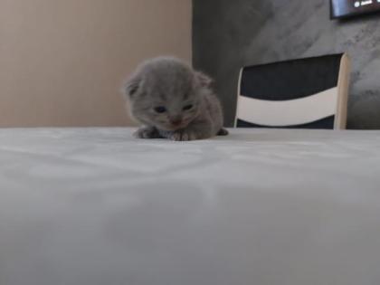 Baby Katzen