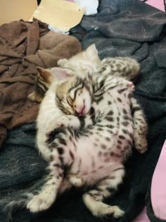 Bengal kitten Brown Snow
