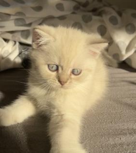 Bkh kitten Kristall blauen Augen