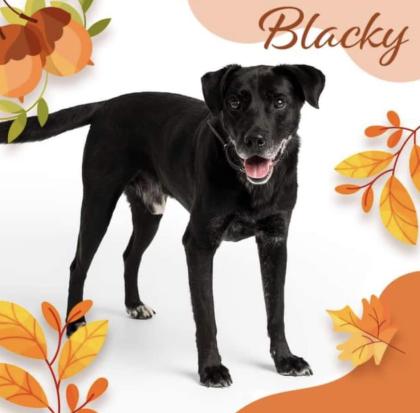 Blacky ist ein sehr braver, freundlicher und hübscher Hundebub