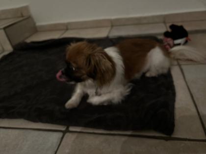 Zuckersüßes Chiwauwau Mädchen 3 Jahre