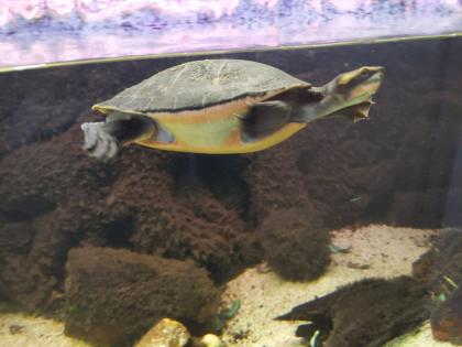 Rotbauch-Spitzkopf-Schildkröte inkl. komplettem Aquarium abzugeben -zu verschenken-